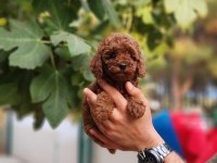 Çiftliğimiz de poodle yavrularımızı görebilirsiniz