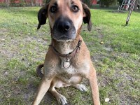 KÖPEĞE ACİL YUVA ARIYORUZ BARINAĞA GİTMESİN
