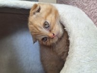 2 bucuk aylık scottish fold