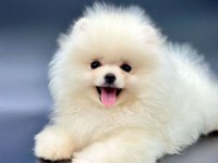 Safkan Pomeranian Boo Yavrularımız