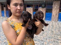 Labrador yavruları