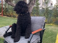 Standart poodle kızımıza eş arıyoruz