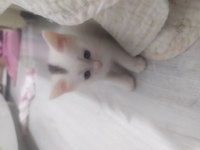 ankara van kedisi kırması satılık kediler