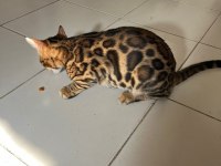 4 aylık 2 adet dişi desenleri çok güzel