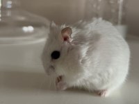 Hamster Gonzales Yavruları Heryere Gönderim