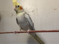 Ele Kola Alıştırmalık Sultan Papağanları