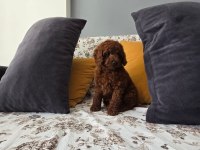 KORE KAN ERKEK POODLE
