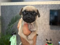 IRK VE SAĞLIK GARANTİLİ PUG YAVRULARIMIZ (MERSİN)