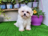 Teacup Dişi Kore Maltese