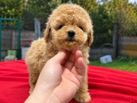 Üst Kalite Maltipoo Yavrularımız 