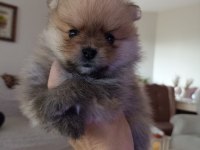 Yavru pomeranian