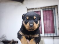 A KALİTE ROTTWEİLER BEBEKLER
