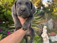 A Scr Cane Corso Yavrularımız