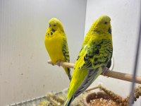 Jumbo Gold Texas Muhabbet Kuşu Takım
