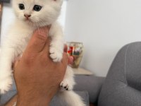 45 günlük british longhair yavrumuz
