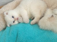 Beyaz scottish fold kedimiz