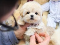 Orijinal maltipoo köpeği yavrular