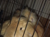 Lop Tavşanlar