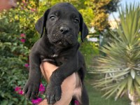A scr  cane corso yavrularımız 