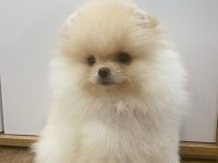 Daha iyisi yok orijinal ayı surat pomeranian boo