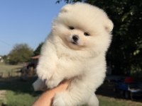 Kartopu Gibi Ayıcık Pomeranian Boo