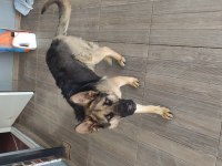 Merhabalar, 9 aylık dişi workline alman kurdu