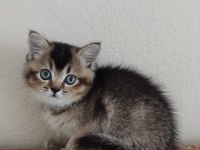British shorthair blackgolden dişi
