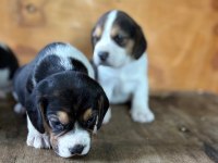 Safkan beagle yavrular