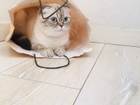Scottish Fold Kedisi Diyarbakır Sur