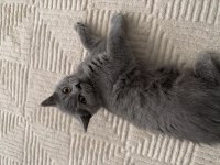 British shorthair 2 aylık kedimiz
