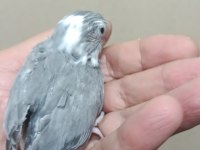 Siyah beyaz beşiktaş cep papağanı