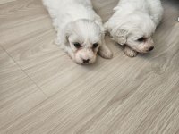 Terrier maltese bebekler
