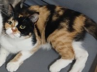 Dişi british shorthair