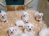 Mükemmel MALTESE terrier yavrularımız