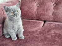 Sahiplendirme british shorthair