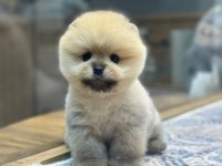 Teacup Orange Pomeranian Boo Yavrularımız