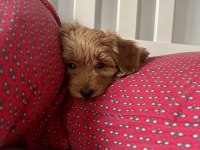 Dişi Red Brown Toy Poodle