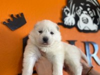 Samoyed bebeklerimiz için acele edin