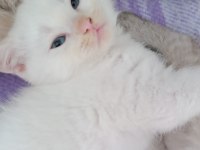 2 aylık pamuk british shorthair