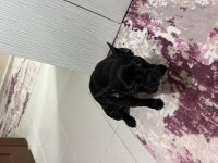 French bulldog 6 aylık kraliçe tam oyuncu