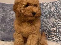 Poodle aşılı garantili yavru