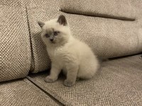 Koca Kafalı British Shorthair