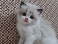 Safkan ragdoll yavrular
