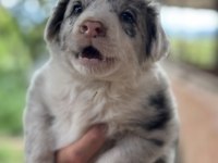 ÜRETİCİDEN IRK VE SAĞLIK GARANTİLİ BLUE MERLE BORDER COLLİE