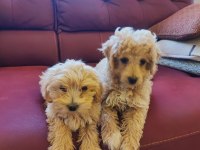 Maltipoo bebek 2 aylık köpekler