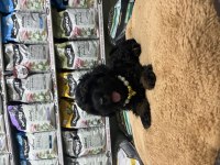 En nadir poodle rengi