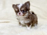 BİRBİRİNDEN GÜZEL TEACUP CHİHUAHUA YAVRULARIMIZ