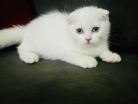 MAVİ GÖZLÜ KIRIK KULAK SCOTTİSH