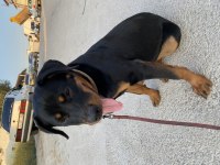 Rottweiler dişi 7 aylık