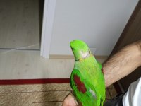 Alexander papağanı 1 yaşında
